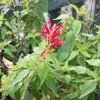 Scarlet Pineapple Salvia